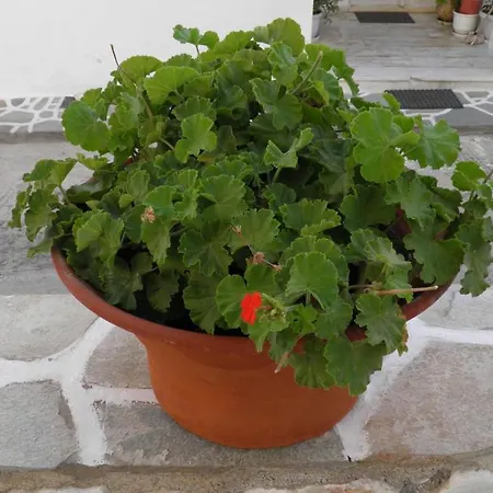 Maria In Paros * Naousa (Paros)