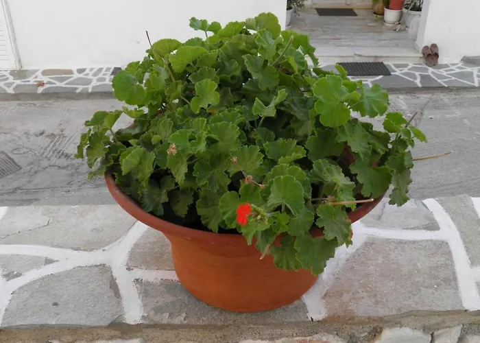 Maria In Paros * Naousa